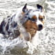 miniature American shepherd breeder miniature American shepherd breeder
