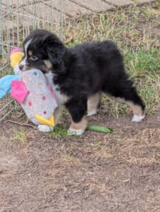 Blackjack (female) Blackjack (female)
