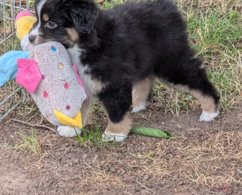 Blackjack (female) Blackjack (female)