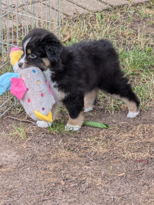 Blackjack (female) Blackjack (female)