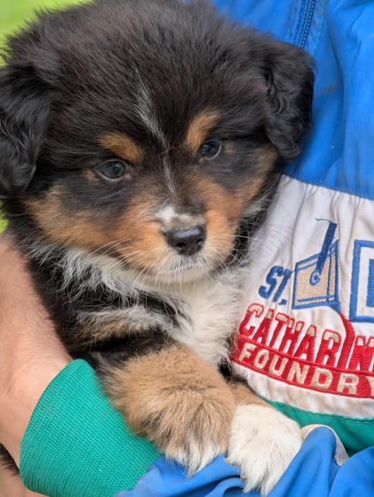 Ace (male) Ace (male)