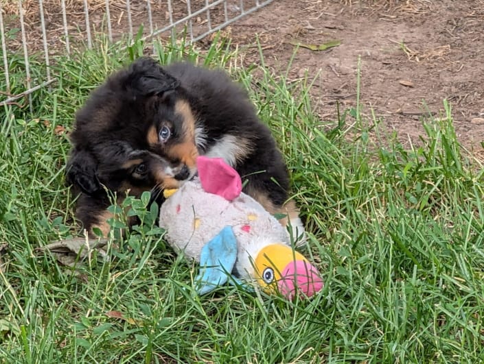 Ace (male) Ace (male)